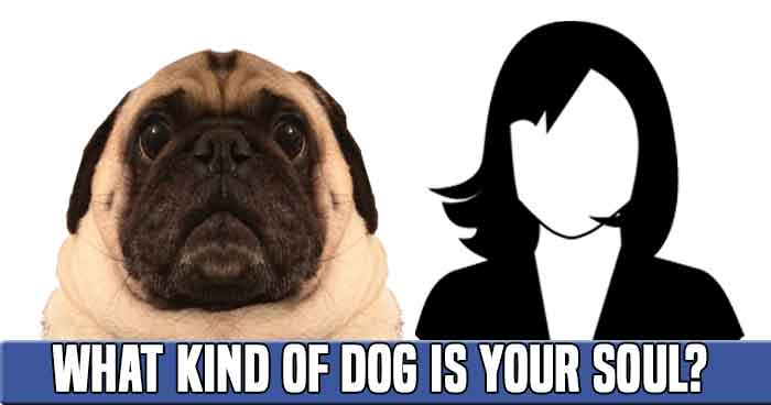 what-kind-of-dog-is-your-soul-quiz